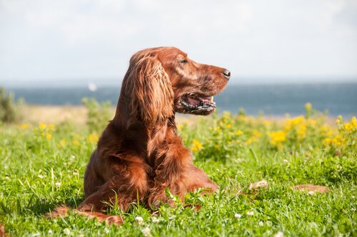 Pflege des Irish Red Setters