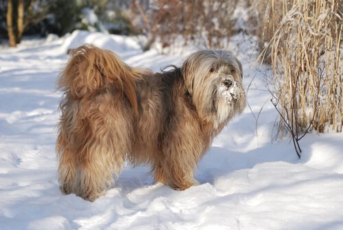 Pflege des tibetanischen Terriers