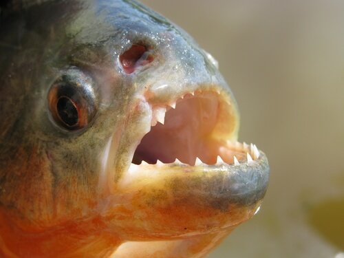 Lerne den gefürchteten Piranha Fisch kennen