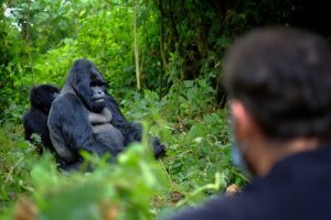 6 Ranger getötet, weil sie Gorillas beschützten