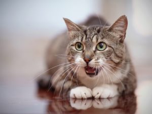 Tipps für die Raunze bei Katzen