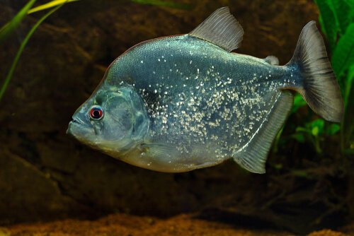 Regenbogenfarbener Piranha