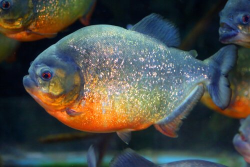 Roter Piranha