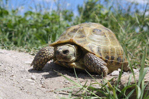 Russische Landschildkröte