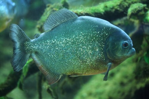 Piraya Piranha