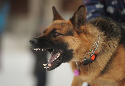 Schädliche Halsbänder für Hunde