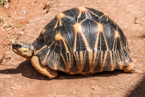 Schildkröte aus Madagaskar