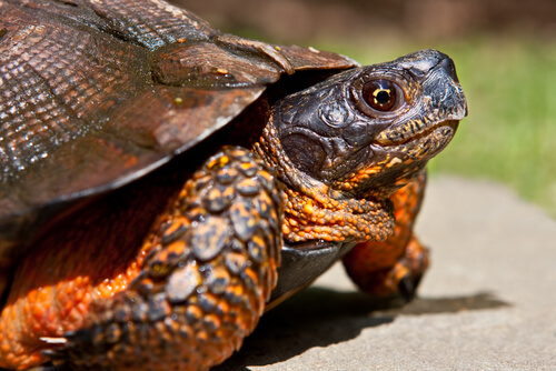 4 Arten von Schildkröten als Haustiere