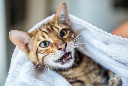 Wie kann man den schlechten Geruch einer Katze entfernen, ohne sie zu baden?