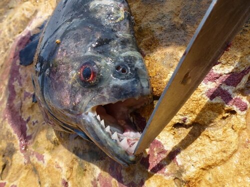 Schwarzer Piranha