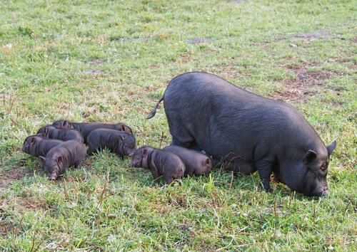 Auch Schweine sind sehr intelligent
