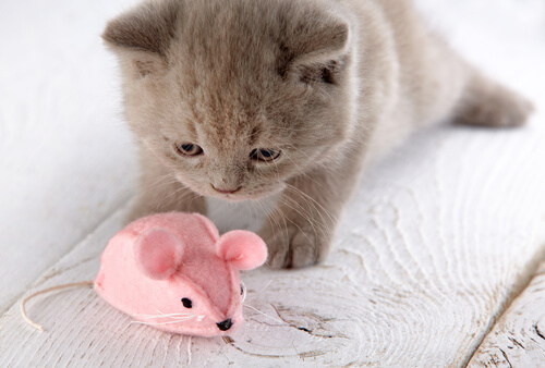 Selbstgemachtes Katzenspielzeug: Plüschmaus