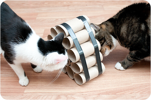 Selbstgemachtes Katzenspielzeug: Preisrätsel