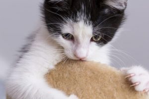 Erklärungen für sechs seltsame Verhaltensweisen bei Katzen