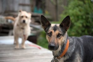 Sind Mischlinge gesünder als Rassehunde?