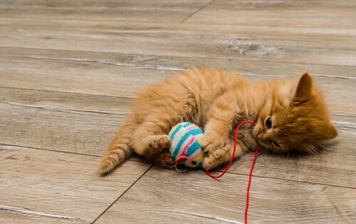 Spielzeug macht Katzen glücklich