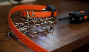 Straf-Halsbänder: die Gesundheit deines Hundes steht auf dem Spiel