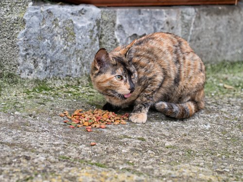 Straßenkatzen füttern