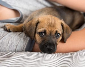 Wie behandelt man Stress bei Hunden?