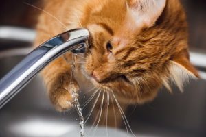 Nierenprobleme bei Katzen: Symptome und Behandlung
