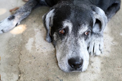 Kognitives Dysfunktionssyndrom bei älteren Hunden