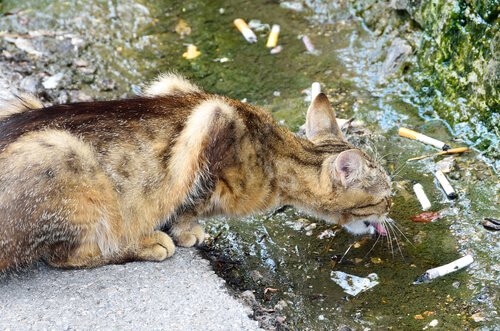 Tabakrauch und Katzen