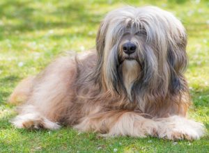 Der tibetanische Terrier