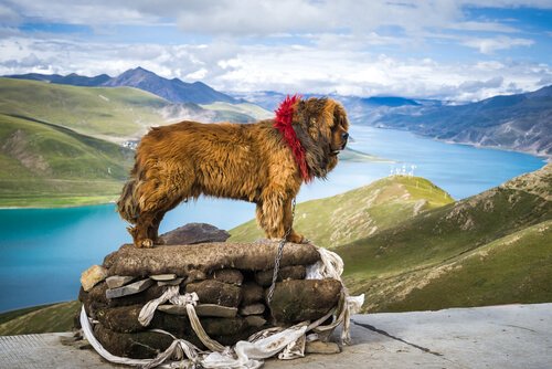 Der tibetanische Mastiff ist ein prächtiges Tier