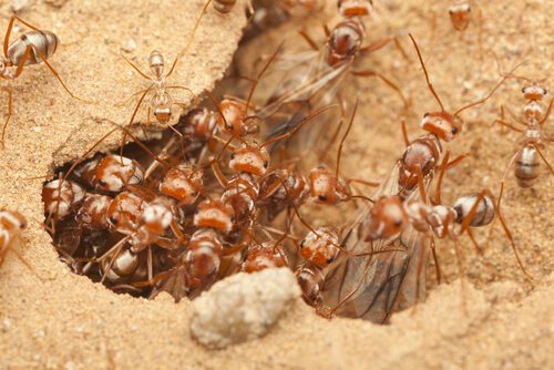 Die Ameise ist eines der Tiere, die am wenigsten schlafen