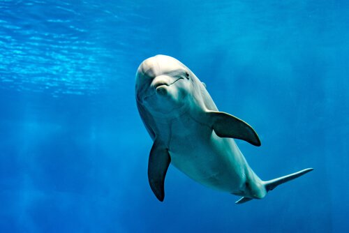Der Delfin ist eines der Tiere, die am wenigsten schlafen
