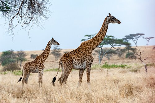 Die Giraffe ist eines der Tiere, die am wenigsten schlafen
