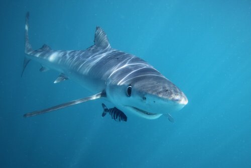 Der Hai ist eines der Tiere, die am wenigsten schlafen