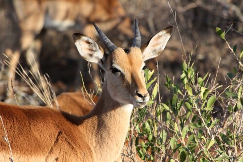 Die Impala ist eines der Tiere, die am wenigsten schlafen