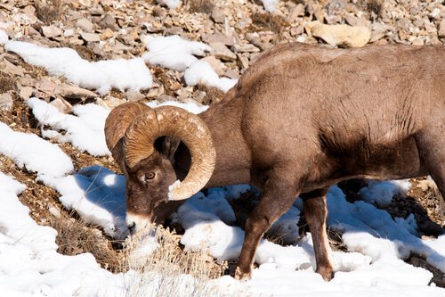Das Schneeschaf ist eines der Tiere, die am wenigsten schlafen