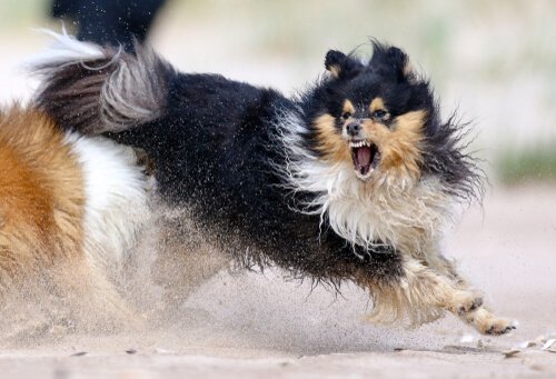 Aggressivität von Hunden 5 Tipps zur Kontrolle Deine Tiere