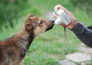 Tipps, um gute Hundefotos zu machen