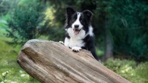 Training des Border Collies: eine der intelligentesten Hunderassen