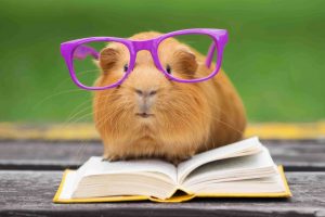 Tricks für Meerschweinchen sind eine ideale Beschäftigung, da die Nager sehr gelehrig sind.