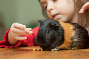 Tricks für Meerschweinchen: tolle Beschäftigungsmöglichkeit