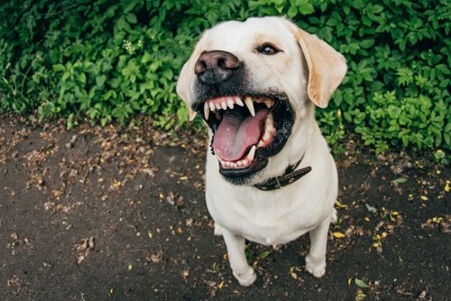 Ursachen der Aggressivität von Hunden