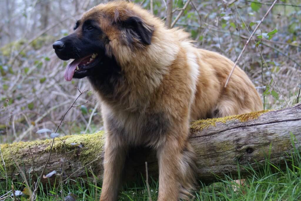 Verhalten der Hunde