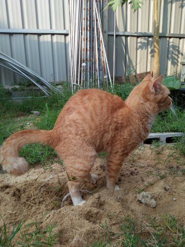 Verstopfung bei Haustieren: Katze