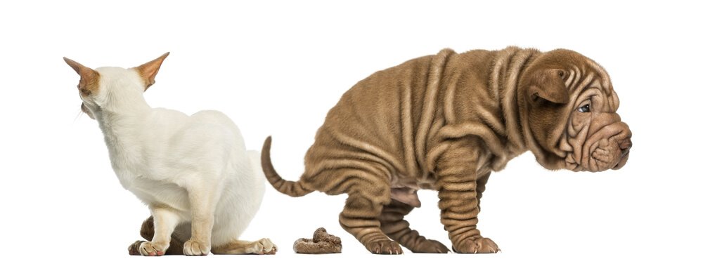 Wie man Verstopfung bei Haustieren behandelt