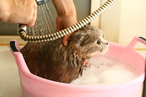 Warum hassen Katzen eigentlich Wasser?