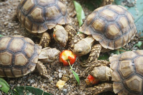 Was fressen diese Schildkröten gerne?