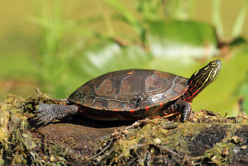Mittelländische Zierschildkröte