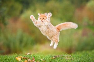 Wie kann man eine Katze glücklich machen?