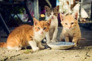Wie kümmert man sich um eine Katzenkolonie?