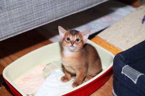 Wie lernen Katzen?