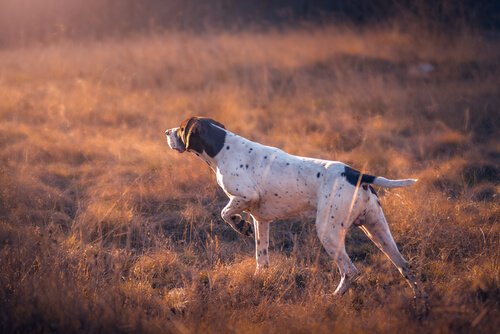 Windhunde gelten ebenfalls als Jagdhunde